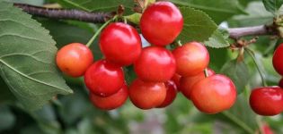 Descrizione e storia dell'origine delle varietà di ciliegie Ptichya, applicazioni e caratteristiche di cura