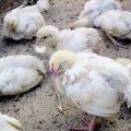 Symptoms and methods of treatment of salmonellosis in chickens, disease prevention