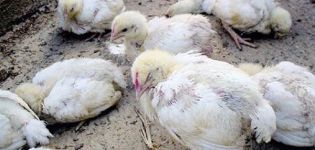 Símptomes i mètodes de tractament de la salmonel·losi en pollastres, prevenció de malalties