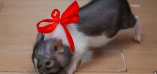 Description of the breeds of decorative mini-pigs, how long they live and conditions of detention