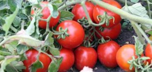 Kenmerken en beschrijving van de tomatenvariëteit Countryman, de opbrengst