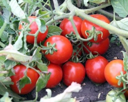 Egenskaper och beskrivning av tomatsorten Countryman, dess utbyte