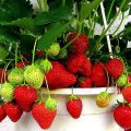 Das ganze Jahr über zu Hause Erdbeeren anbauen und pflegen