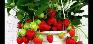Pestovanie a starostlivosť o jahody doma po celý rok