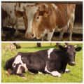 Što učiniti ako krava slabi i ne stoji, što je razlog i kako je odgajati