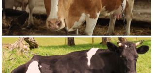 Què cal fer si la vaca és feble i no s’aixeca, quin és el motiu i la manera de criar-la