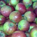 Charakteristiky odrody jabĺk Rossoshanskoe Polosate, opis poddruhov a výnosov