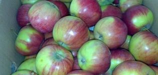 Caratteristiche della varietà di meli Rossoshanskoye Polosate, descrizione della sottospecie e resa