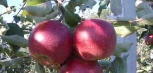 Voor- en nadelen, kenmerken en beschrijving van de Krasnaya Gorka-appelvariëteit