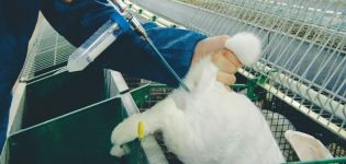 Pros i contres d’inseminació artificial de conills i com dur-ho a terme correctament