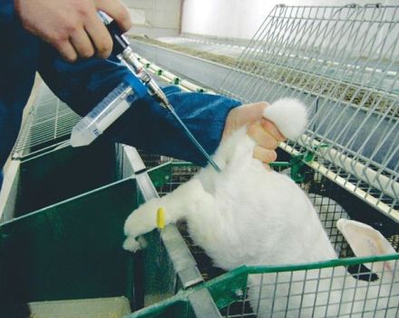 Pros i contres d’inseminació artificial de conills i com dur-ho a terme correctament