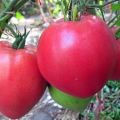 Sibīrijas smago tomātu šķirnes raksturojums un apraksts, tās raža