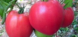 Χαρακτηριστικά και περιγραφή της ποικιλίας ντομάτας Βαρέων βαρών της Σιβηρίας, η απόδοσή της
