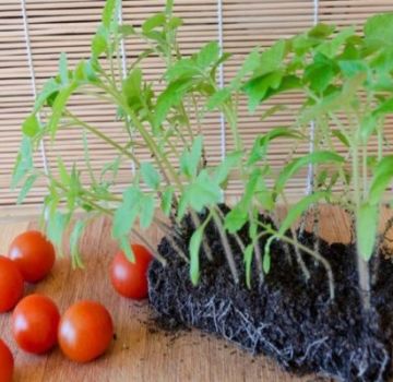 Eigenschaften und Beschreibung der Tomatensorte Eupator, deren Ertrag