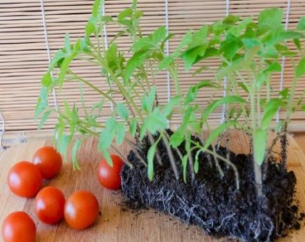 Đặc điểm và mô tả về giống cà chua Eupator, năng suất của nó