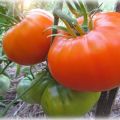 Characteristics and description of the tomato variety Altai Orange