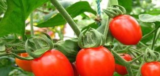 Opis sorte rajčice Gumb, njegove karakteristike i prinos