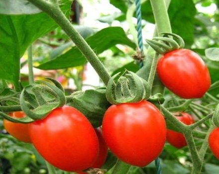 Descripción de la variedad de tomate Botón, sus características y rendimiento
