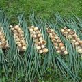 The timing of harvesting onions for storage in central Russia and the region