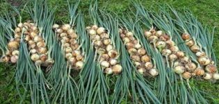 El momento de cosechar cebollas para su almacenamiento en el centro de Rusia y la región