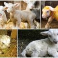 Causes and signs of white muscle disease in lambs, treatment and prevention