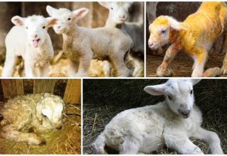 Nguyên nhân và dấu hiệu của bệnh cơ trắng ở cừu non, cách điều trị và phòng ngừa