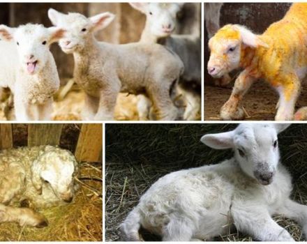 Nguyên nhân và dấu hiệu của bệnh cơ trắng ở cừu non, cách điều trị và phòng ngừa