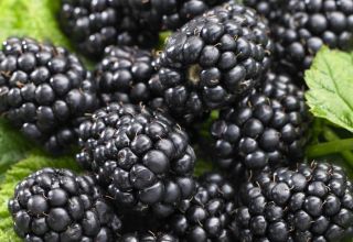 Description of the best varieties of thornless blackberries, planting, growing and care