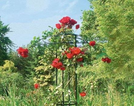Varieties and selection of the best supports for climbing roses, how to create with your own hands