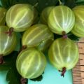 Beskrivelse og karakteristika for stikkelsbærsorten Malachite, plantning og pleje
