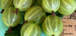 Descrizione e caratteristiche della varietà di uva spina Malachite, semina e cura