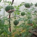 How to grow watermelons in a polycarbonate greenhouse, planting and care, formation scheme