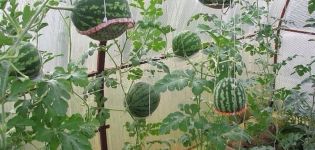 Kako uzgajati lubenice u polikarbonatnom stakleniku, shemi sadnje i njege, formiranja