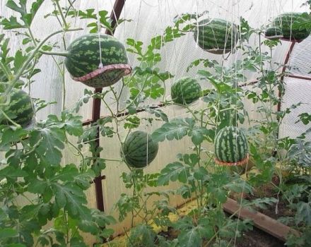 Cómo cultivar sandías en un invernadero de policarbonato, plantación y cuidado, esquema de formación.