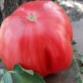 Beskrivelse af King Kong tomatsort, funktioner i dyrkning og pleje