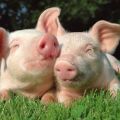 What herbs can and can not be given to piglets, a list of useful and dangerous plants