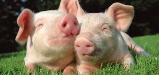 What herbs can and can not be given to piglets, a list of useful and dangerous plants