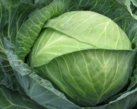 Description of the cabbage variety Brigadir f1, features of cultivation and yield