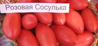Egenskaber og beskrivelse af tomatsorten Icicle Pink