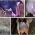 Co zrobić z obrzękiem wymienia u kozy po porodzie i przyczyny choroby, leczenie