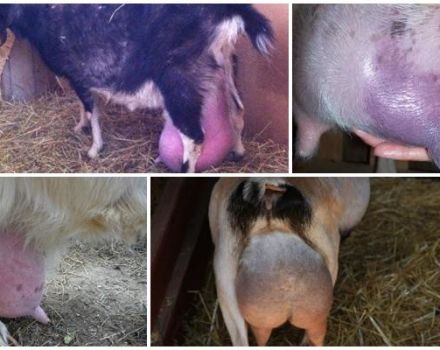 Wat te doen bij uieroedeem bij een geit na de bevalling en de oorzaken van de aandoening, behandeling
