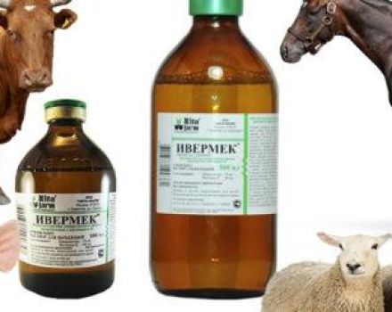 Instructies voor het gebruik van Ivermek voor dieren en dosering voor vee, analogen