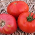 Rozā titāna tomātu šķirnes un tās īpašību apraksts