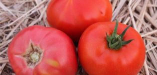 Opis odrody ružových titánových paradajok a jej vlastnosti