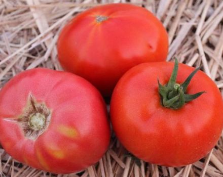 Pembe titanyum domates çeşidinin tanımı ve özellikleri