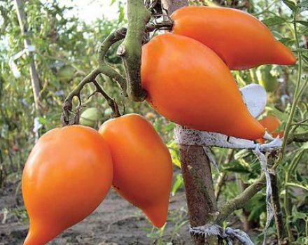 Characteristics and description of the tomato variety Southern tan, yield