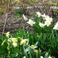 Do you need to dig up daffodils every year, timing, care and storage