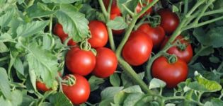 Description et caractéristiques de la variété de tomate Leopold