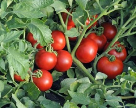 Descrição e características da variedade de tomate Leopold