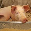 أعراض وتشخيص مرض دودة الخنزير في الخنازير وطرق العلاج والوقاية
